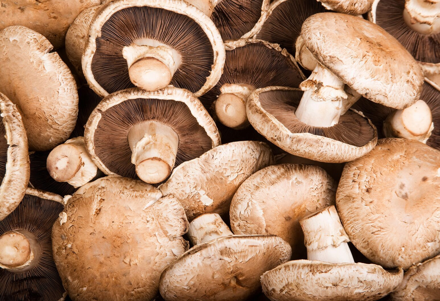 Mushroom